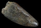 Fossil Deinosuchus Tooth - Aguja Formation, Texas #116665-1